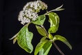 Common yarrow flower on a black background